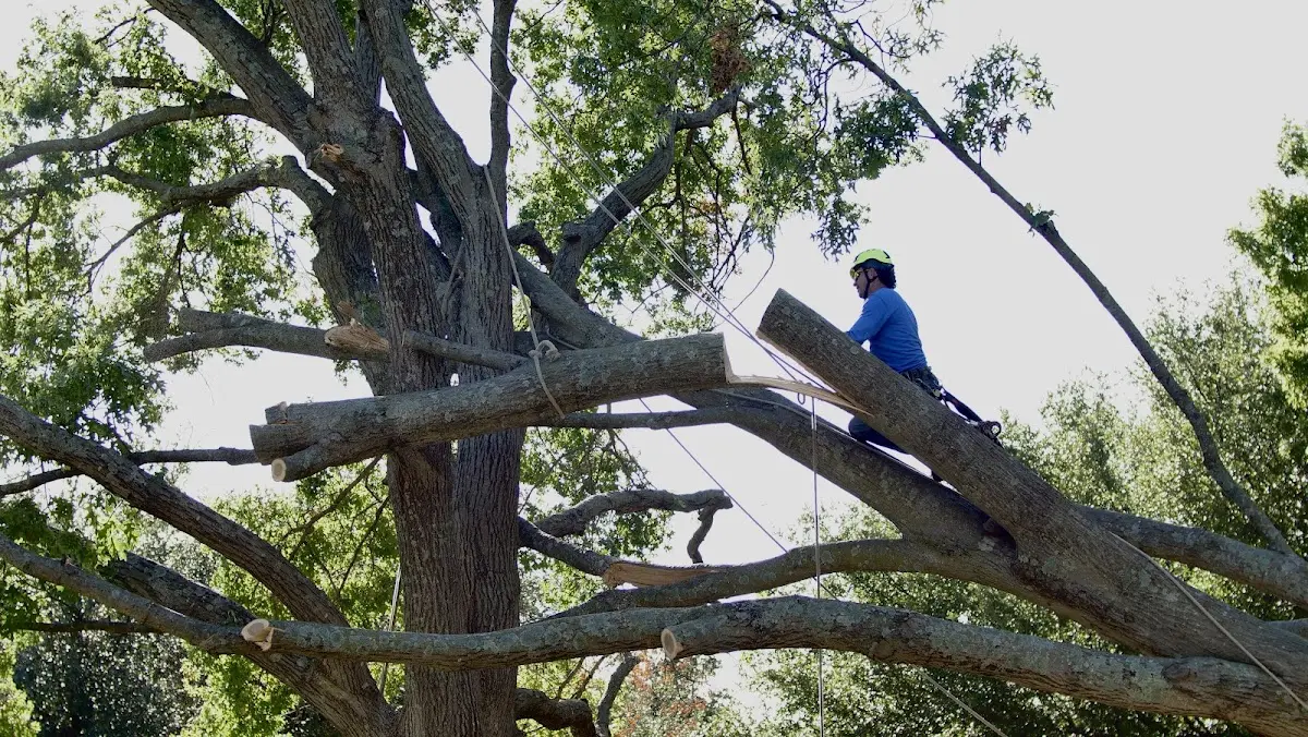 Professional Crown Thinning performed by certified arborists in Unityville